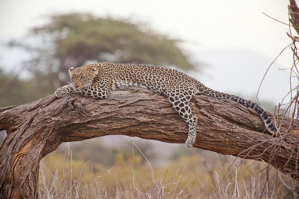 Safari en Afrique : tout savoir sur les prix et les options en 2025