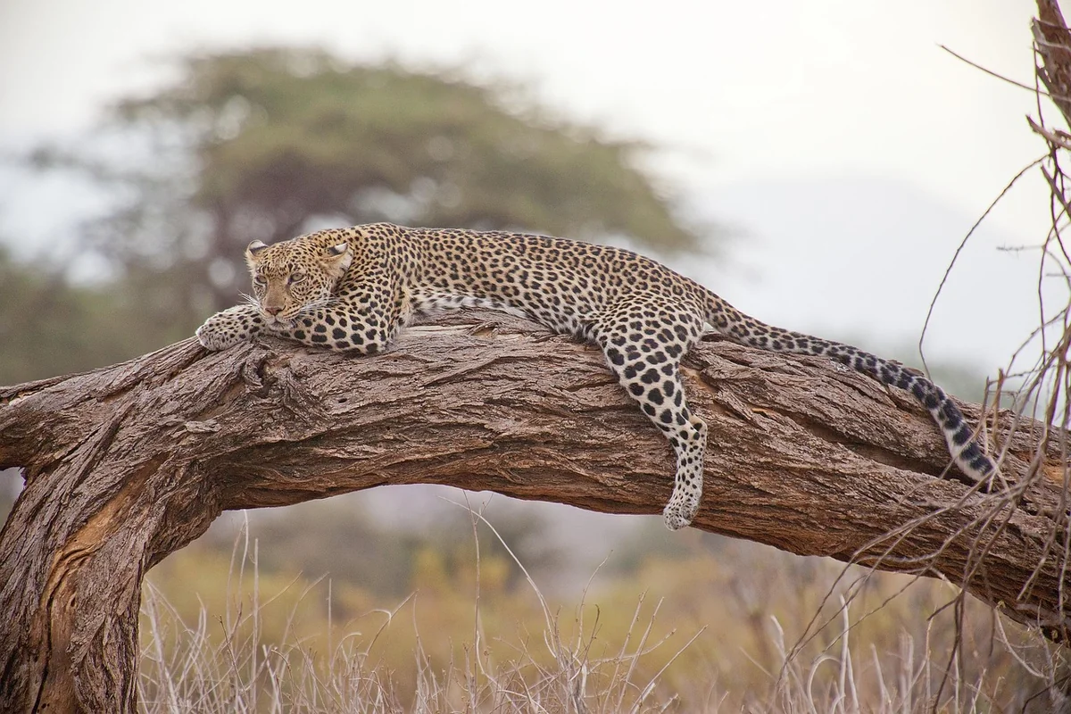 Safari en Afrique : tout savoir sur les prix et les options en 2025