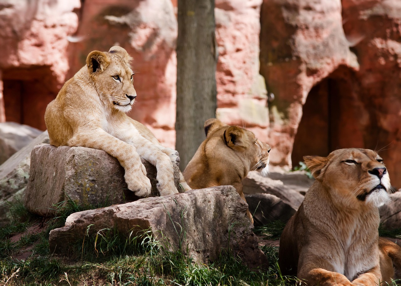 Des aventures en famille à la montagne : 5 destinations à explorer
